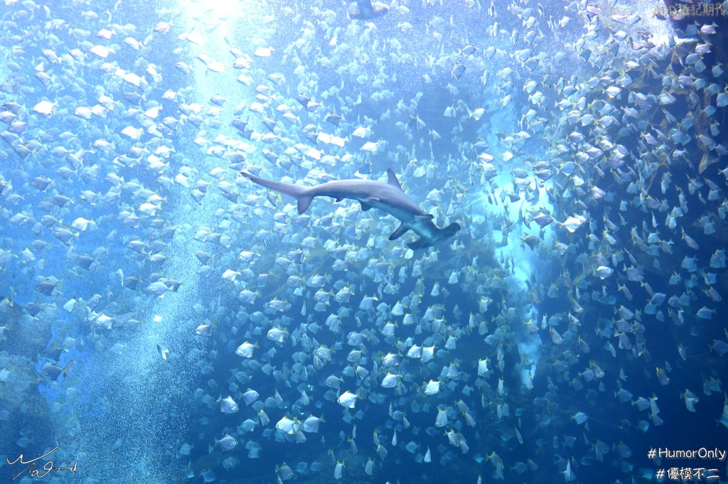 E_20201127_224518_DSC_7851