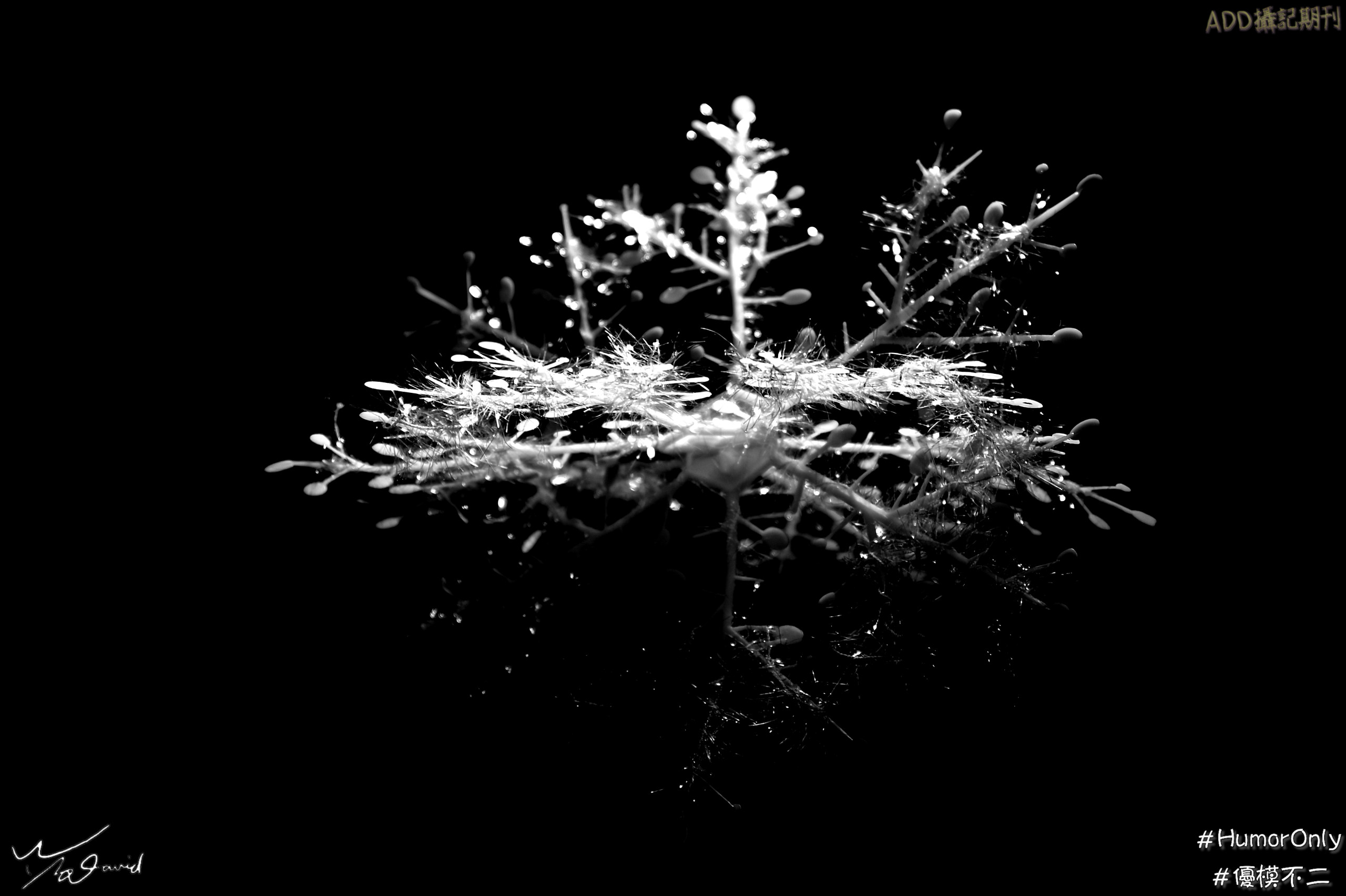 雪影