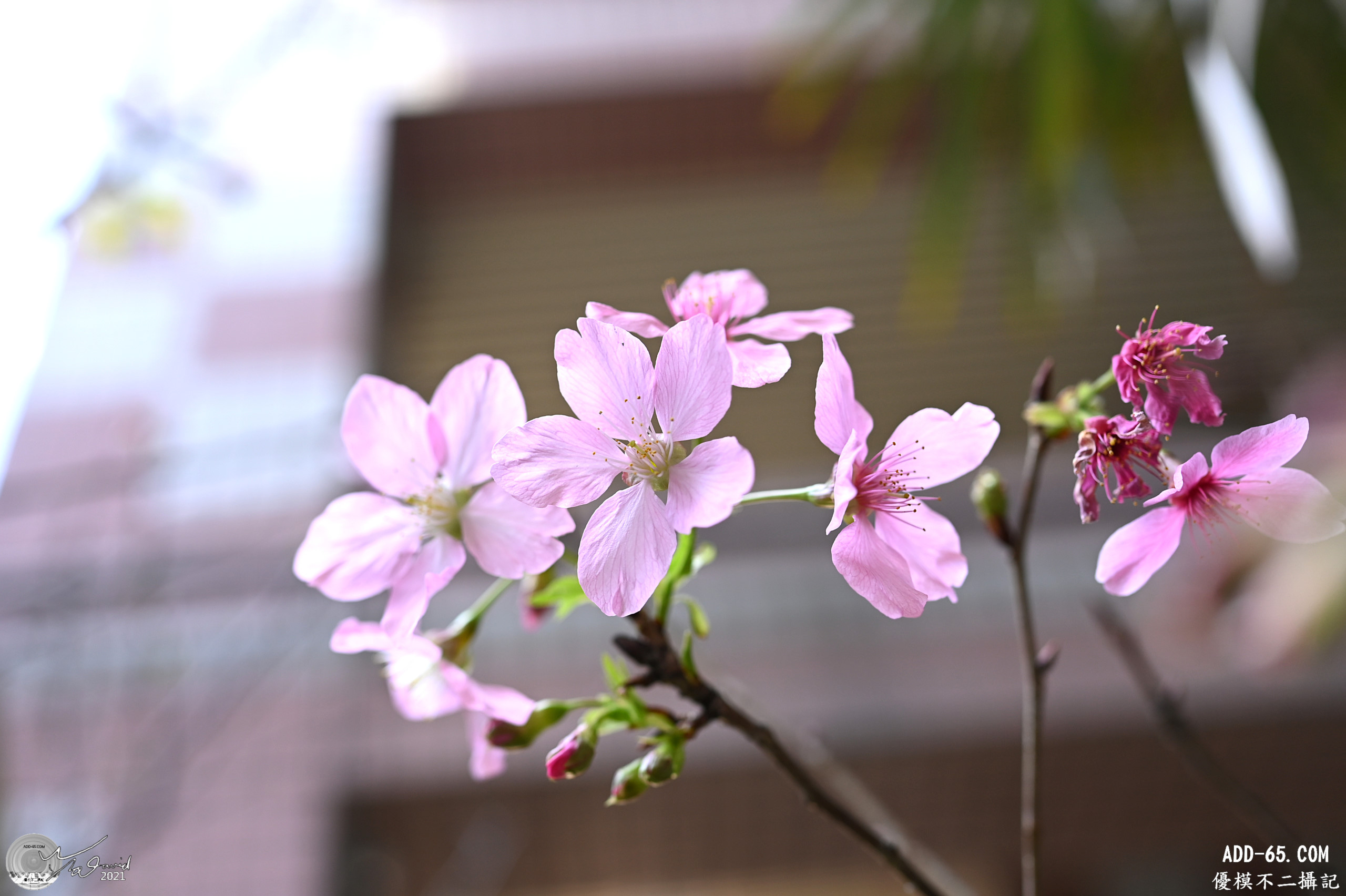 E_20210224_164545_DSC_2982