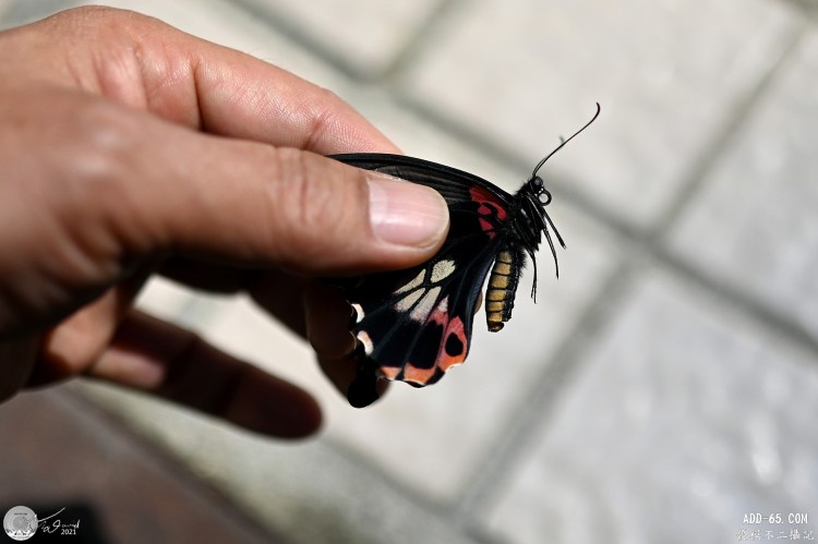 E_20210224_155209_DSC_2956