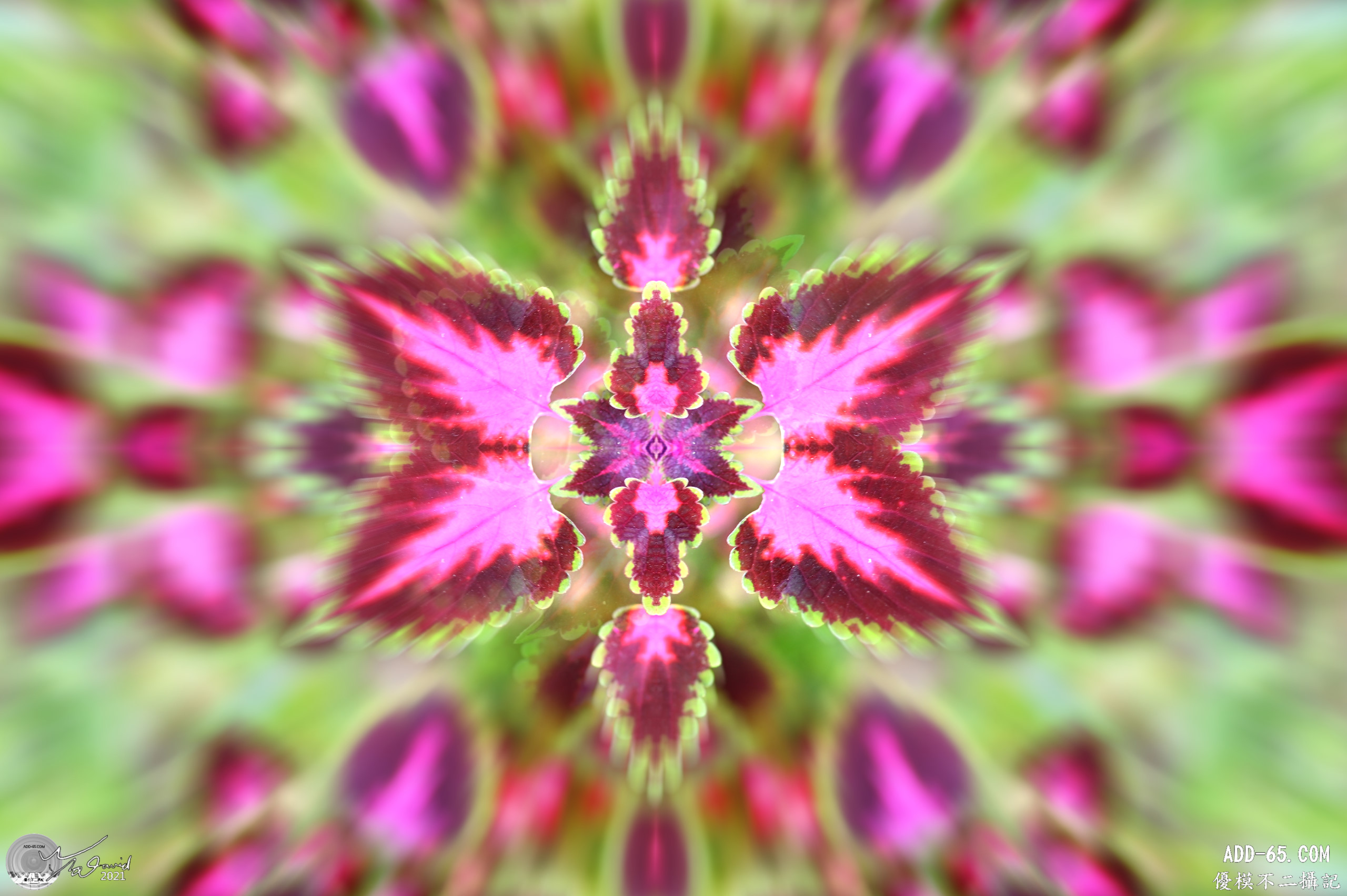 萬花筒視界