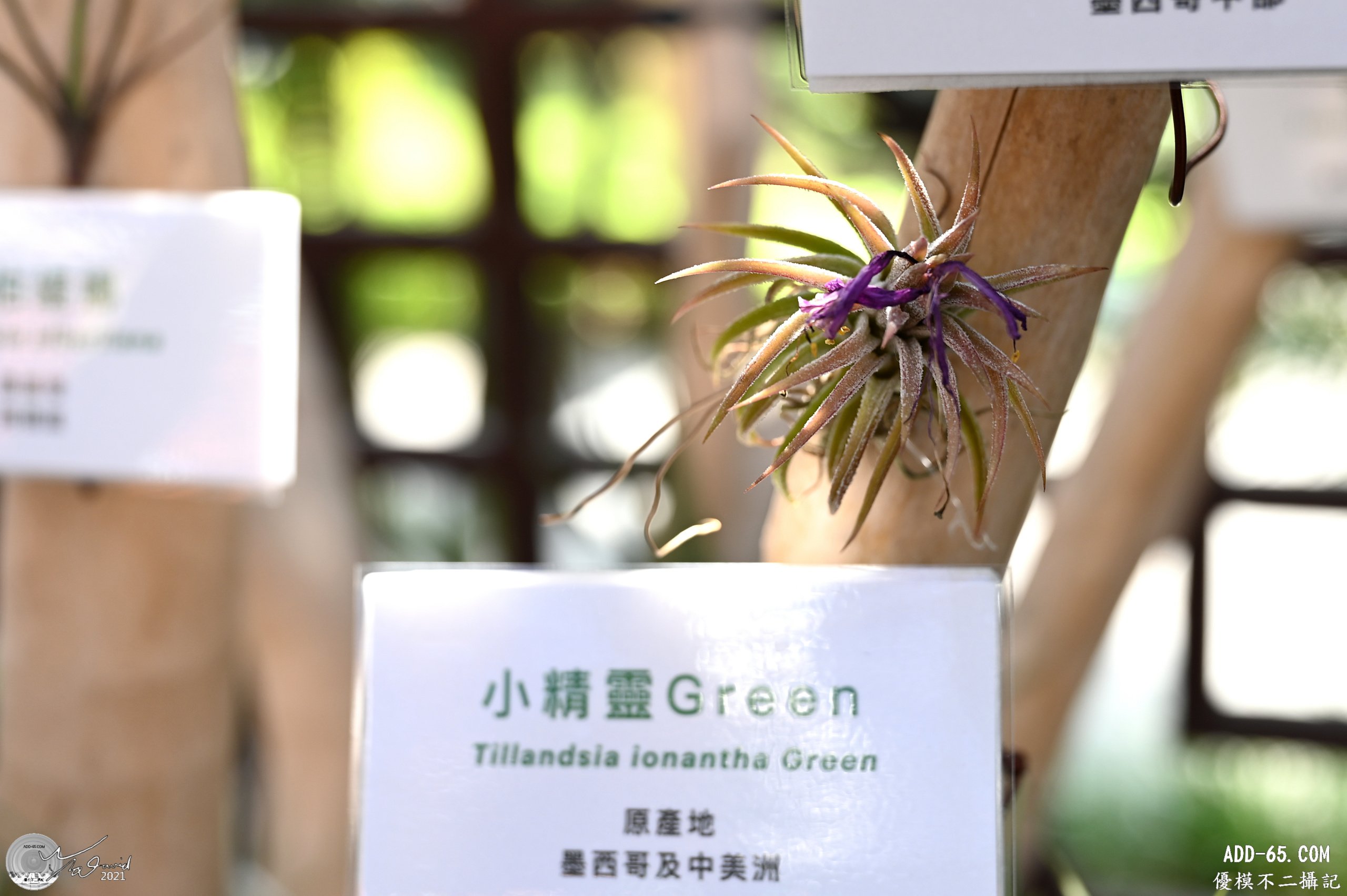 綠色小精靈