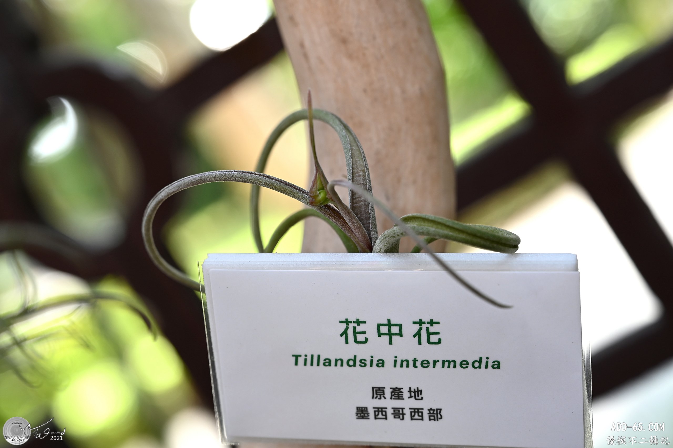 花中花