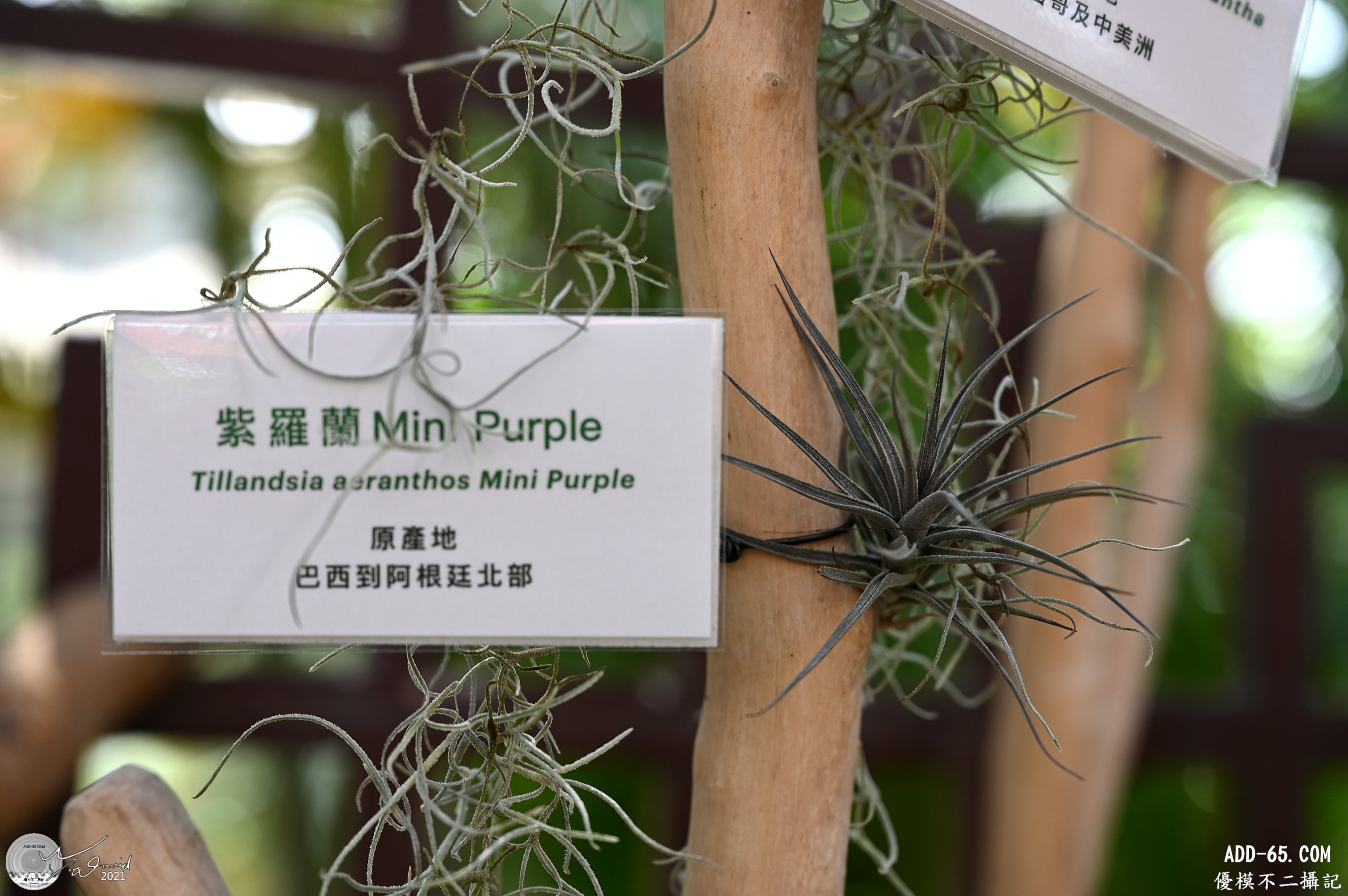 迷你紫羅蘭