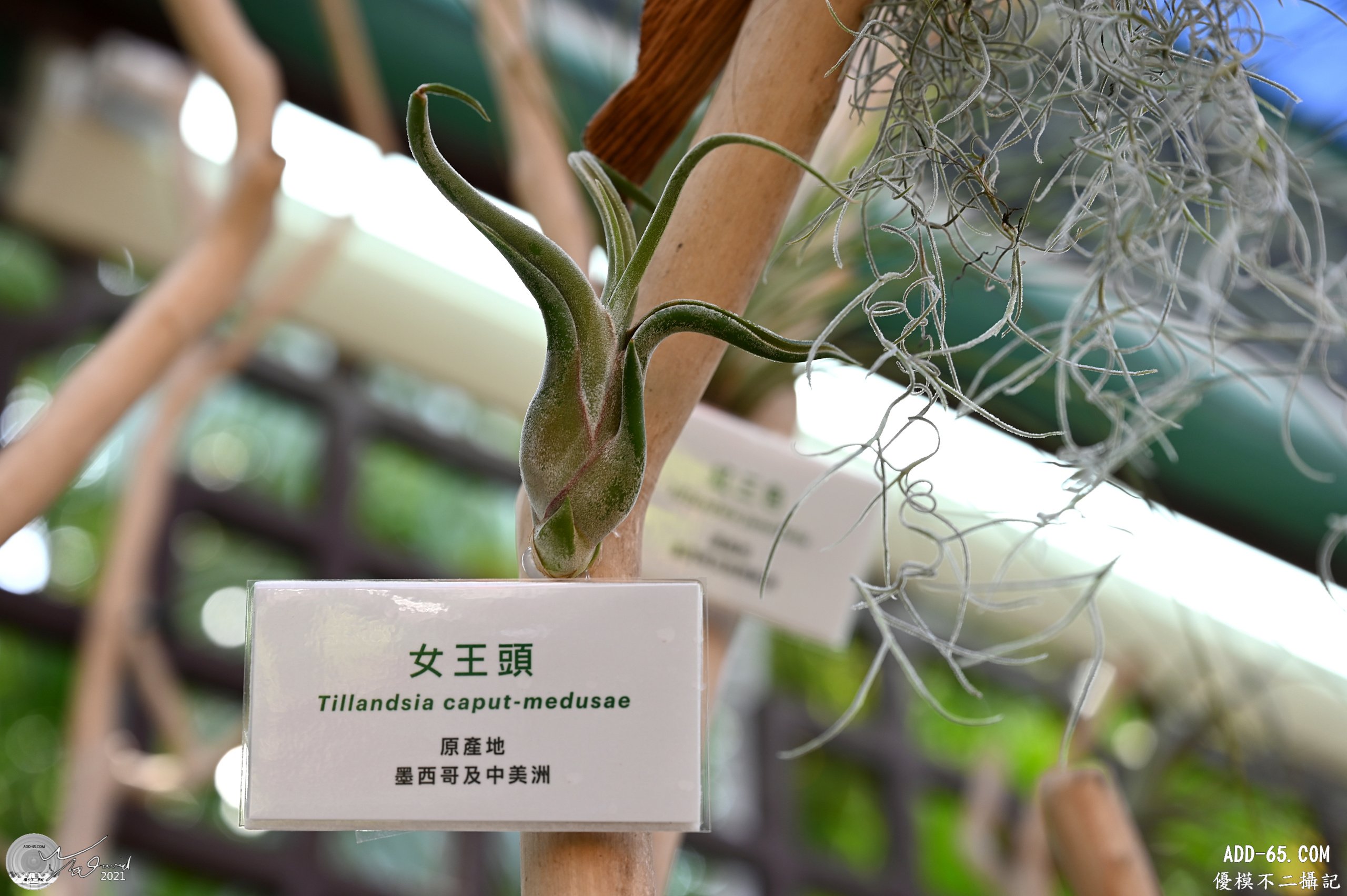 女王頭