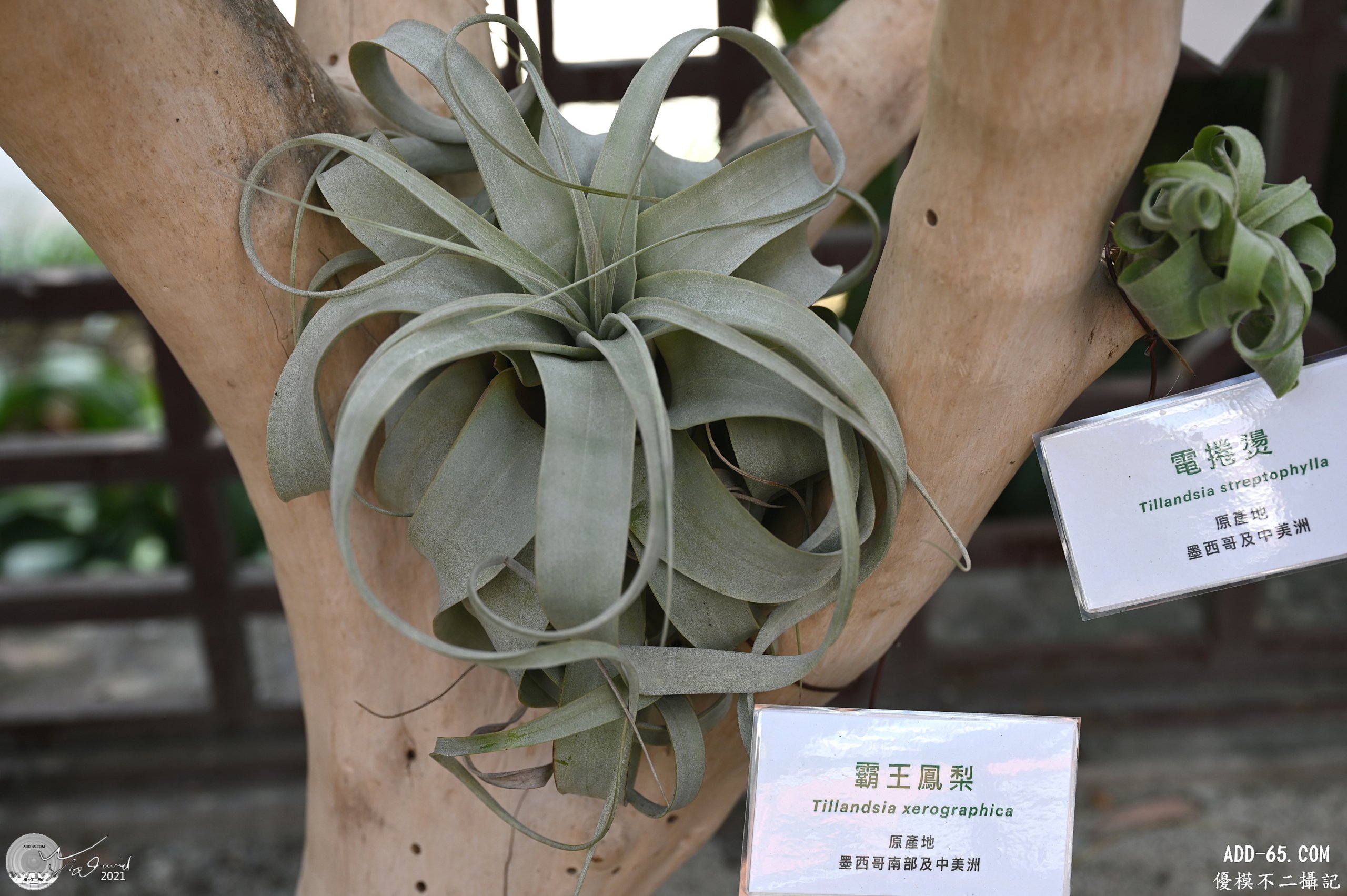 霸王鳳梨