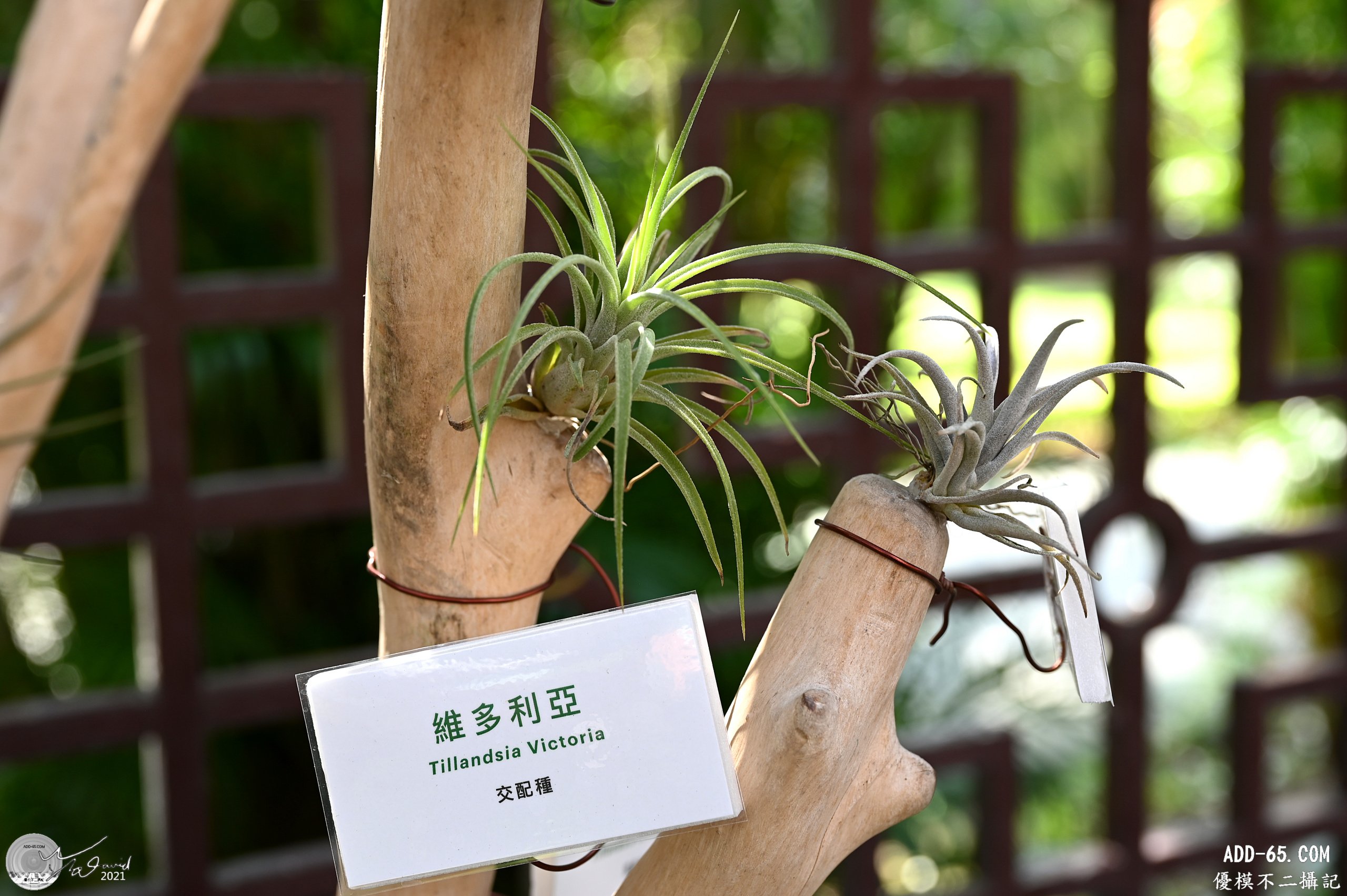維多利亞