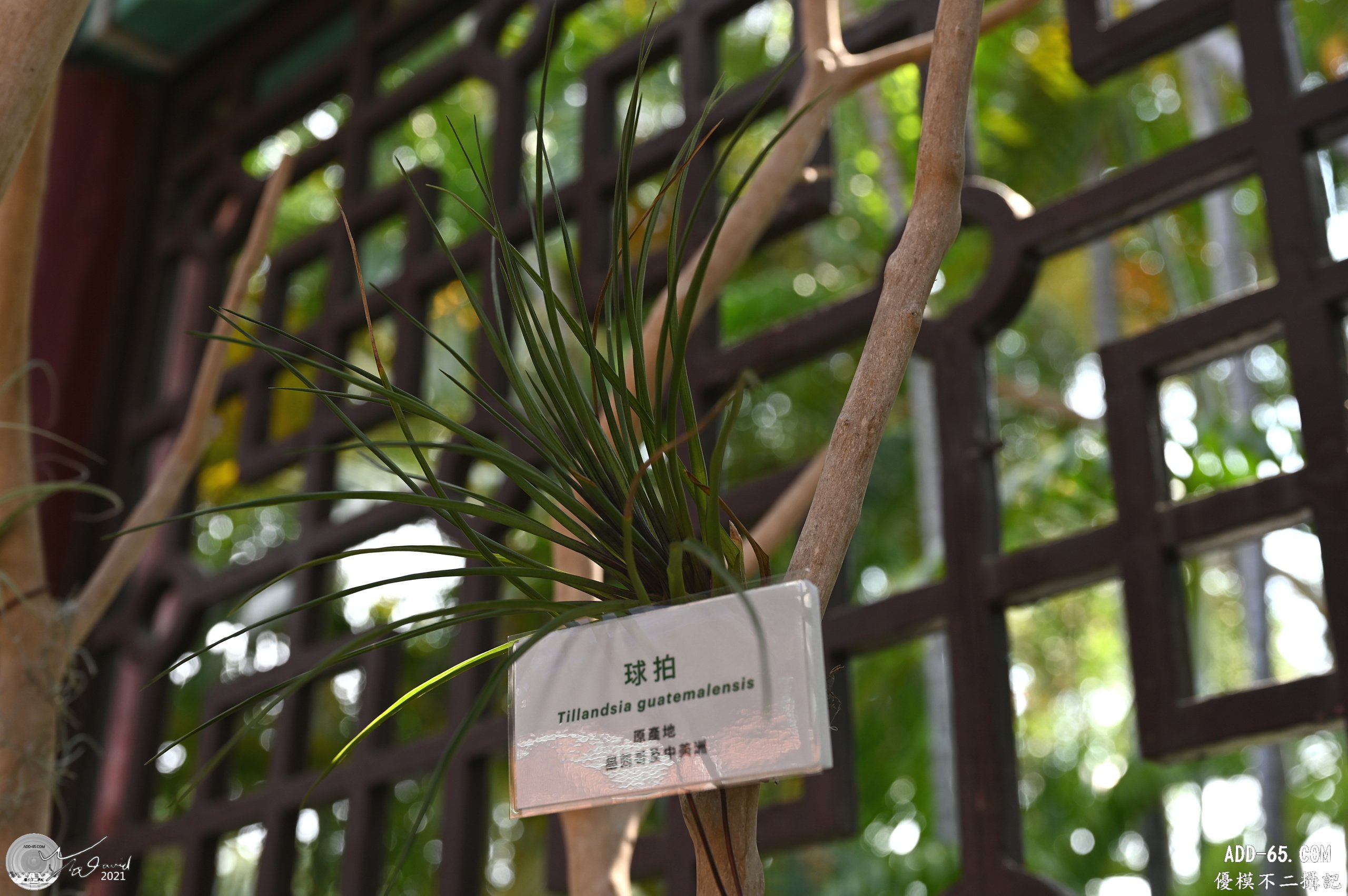 球拍
