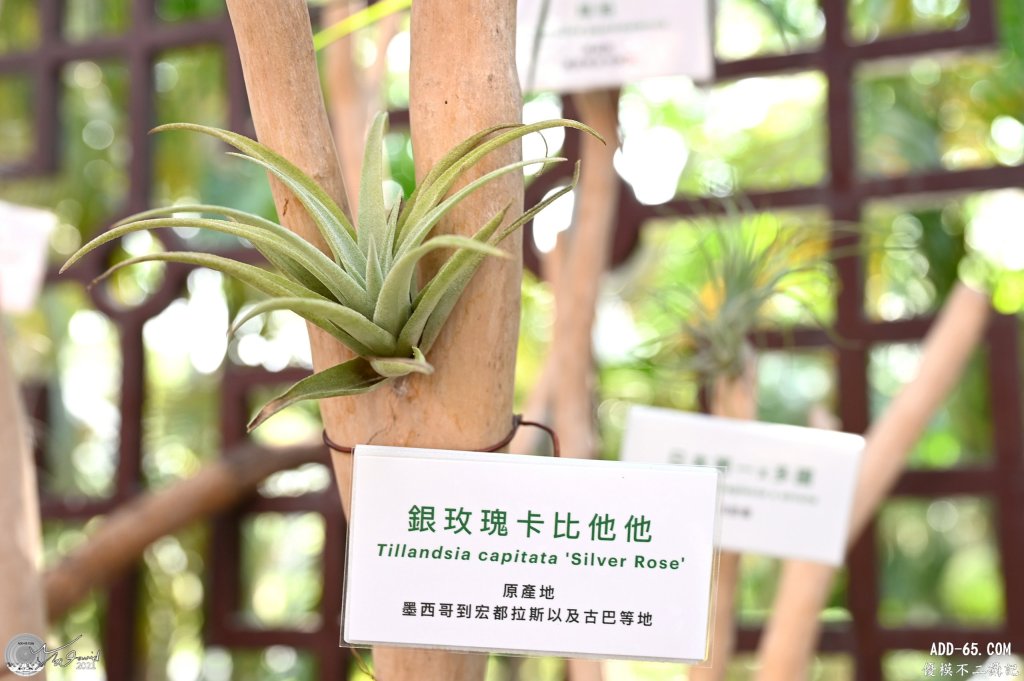 銀玫瑰卡比他他