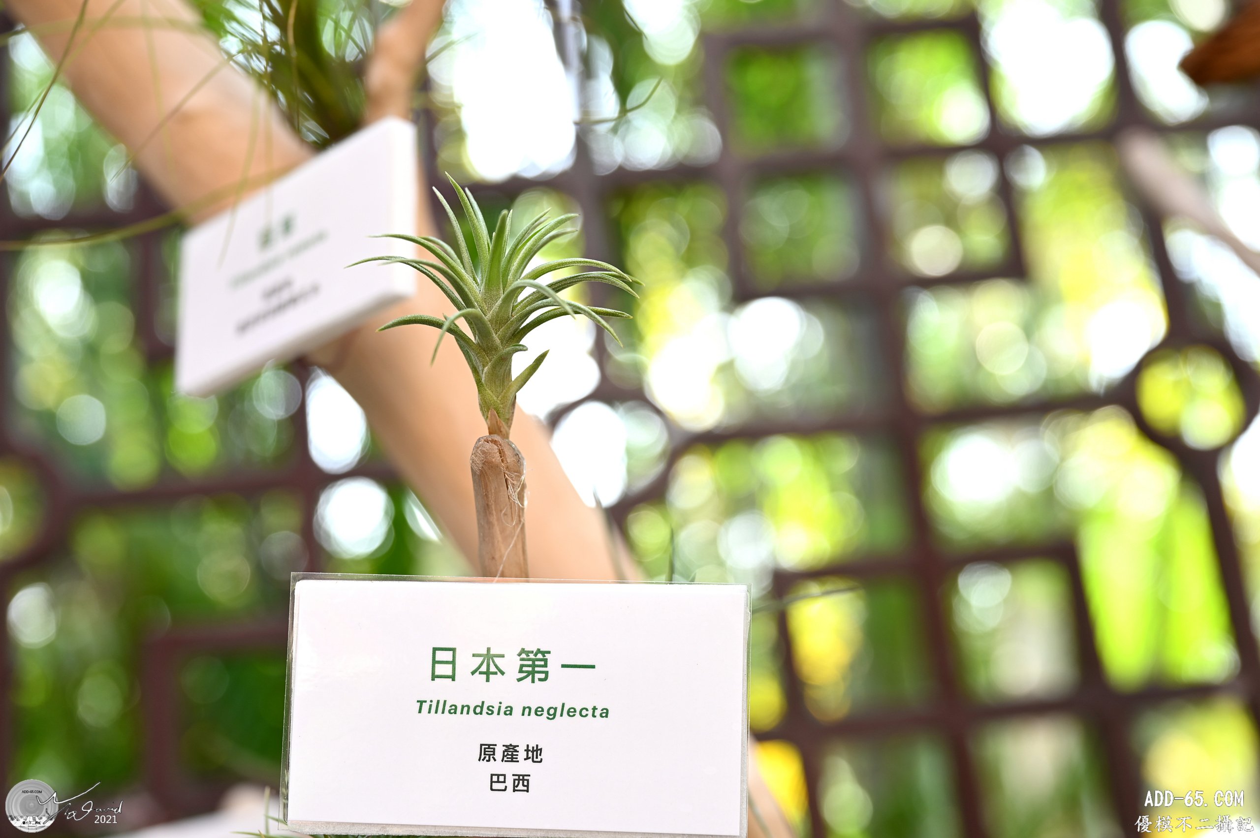 日本第一