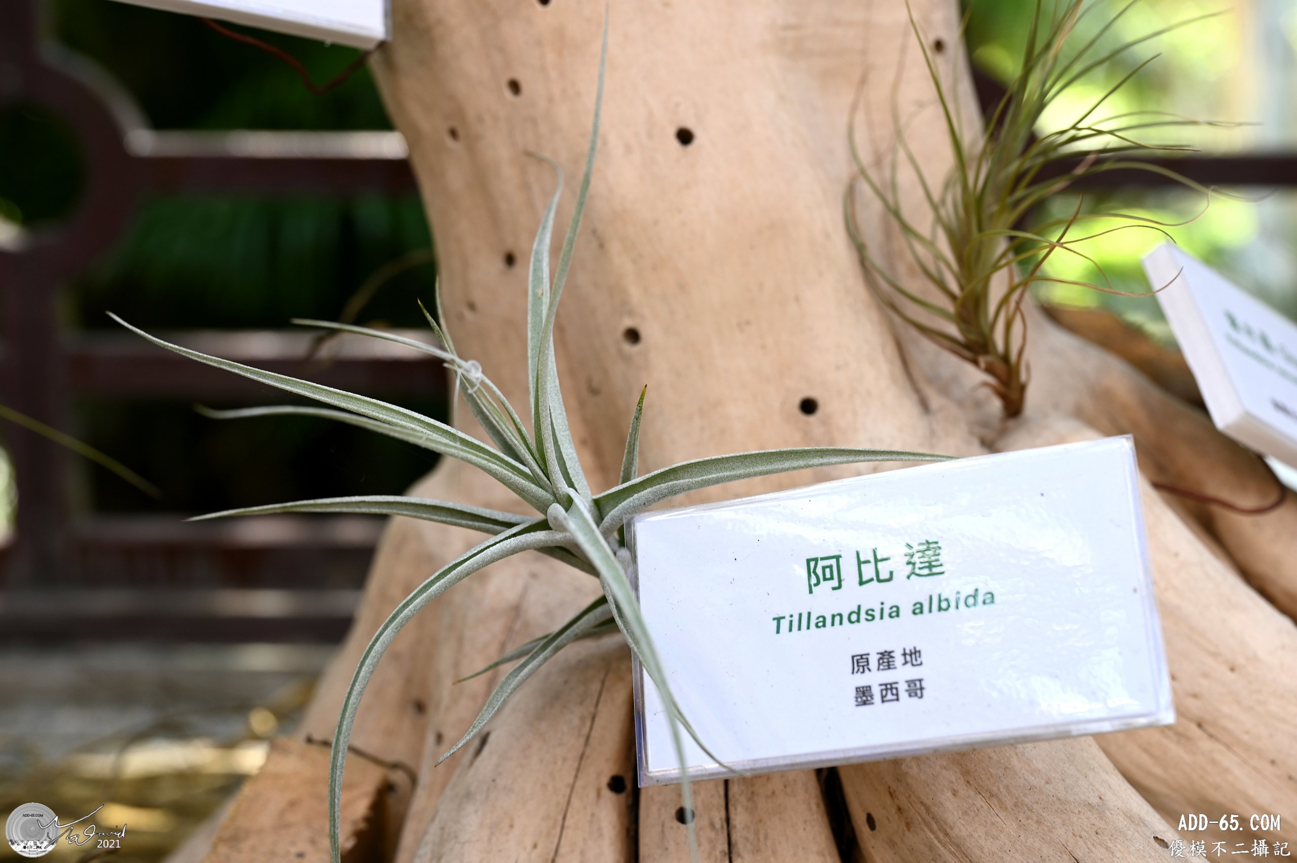 阿比達