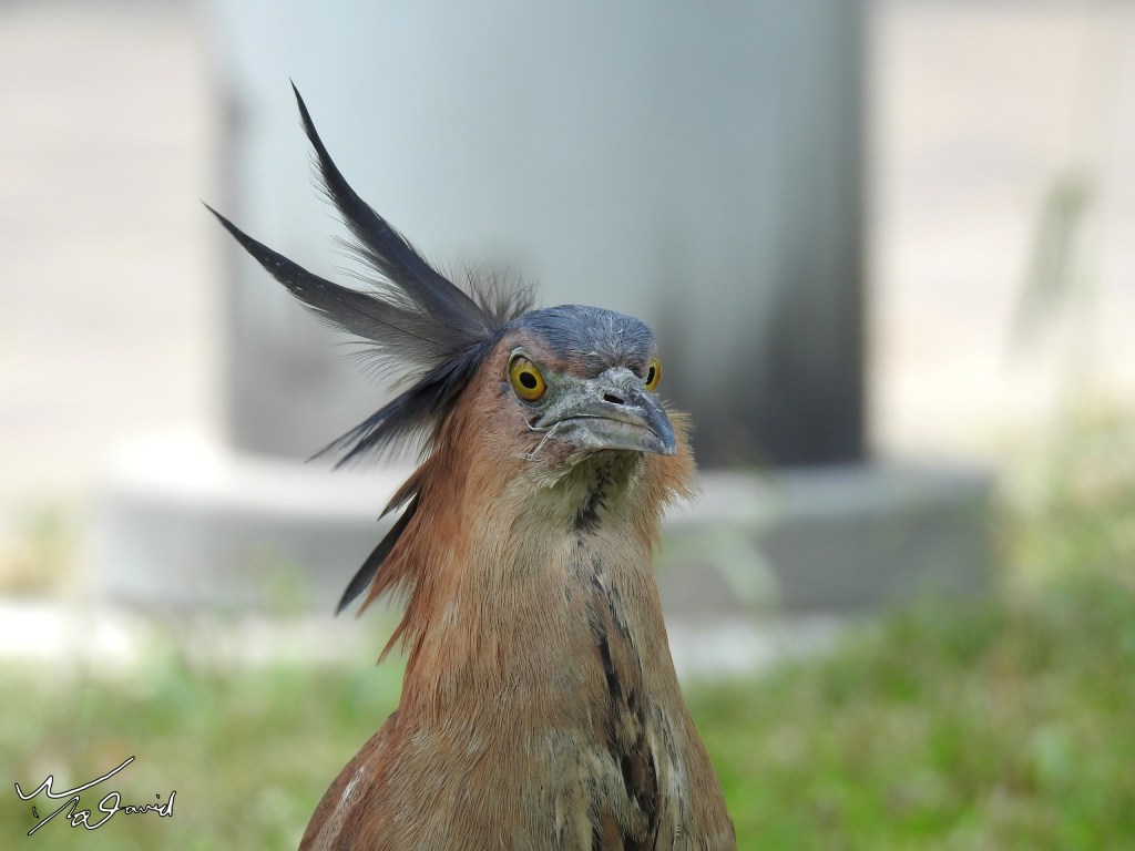 動物篇-黑冠麻鷺