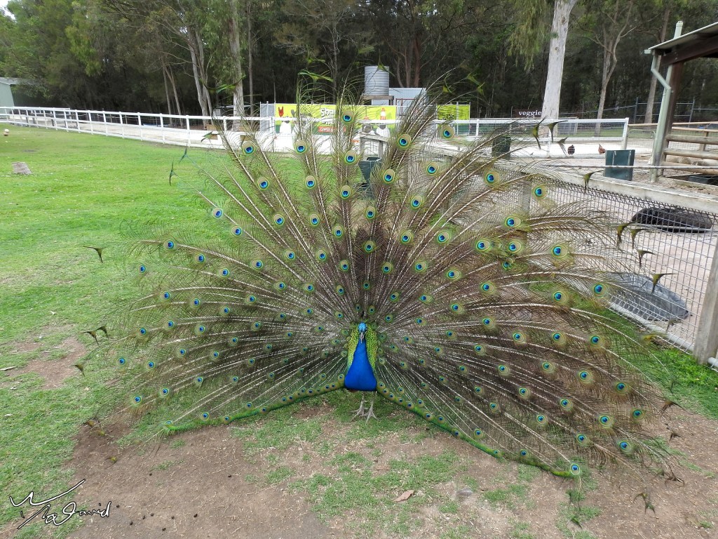 動物篇-飛羽(一)