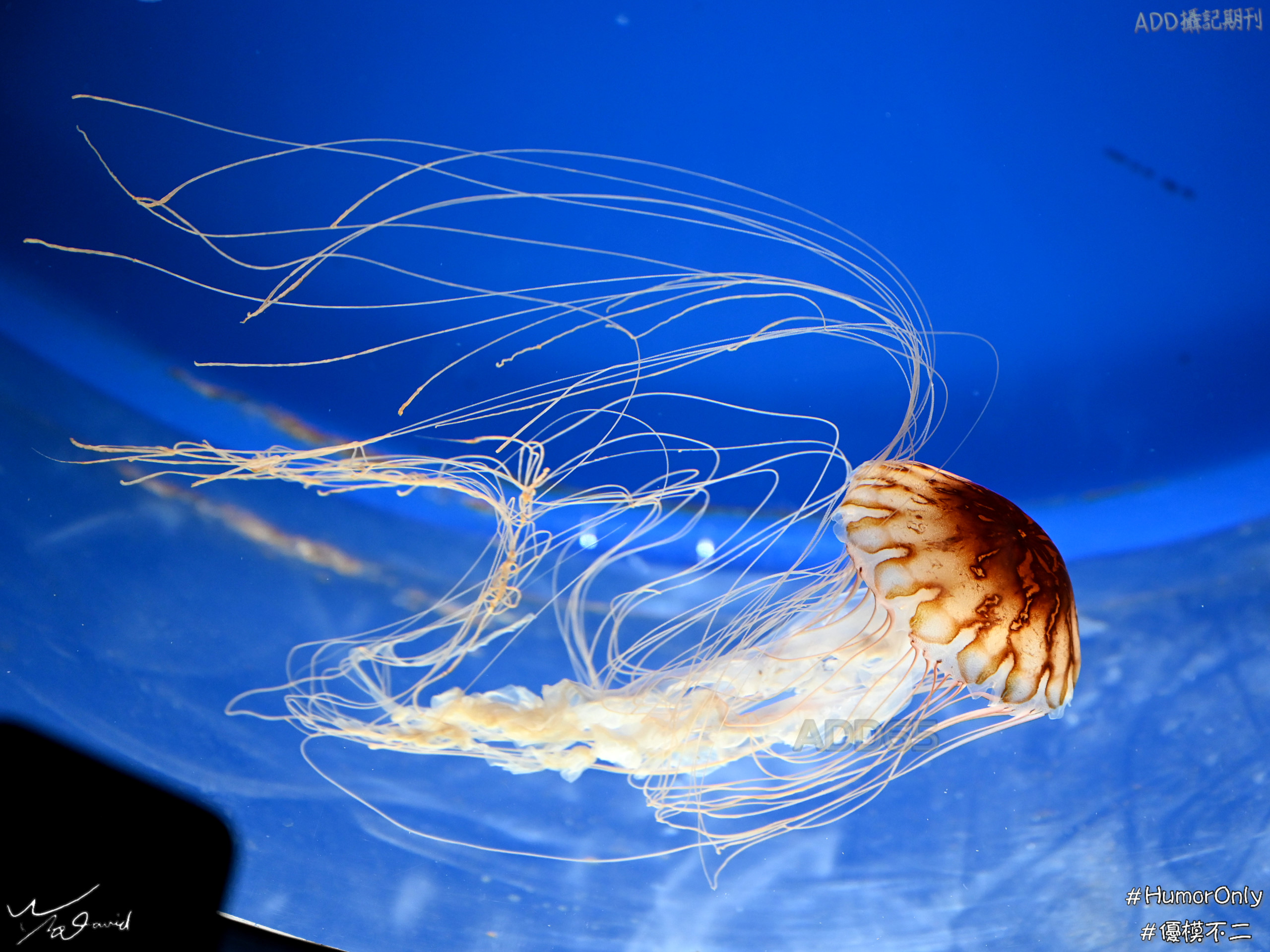 海中生物精選(一)　