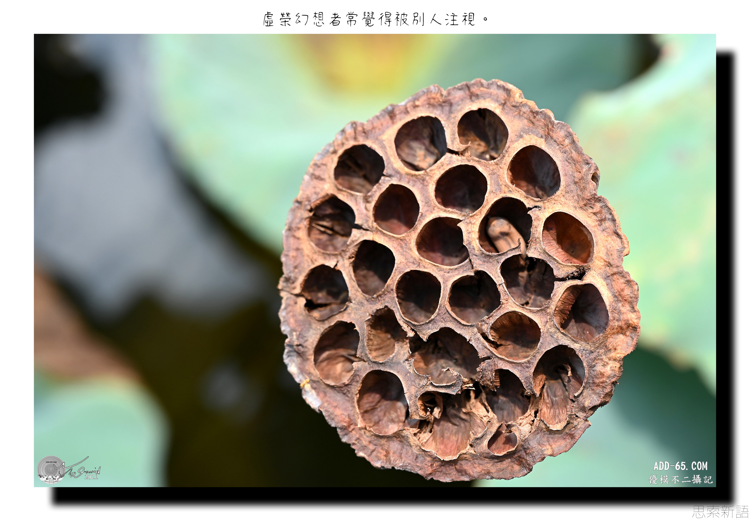 虛榮