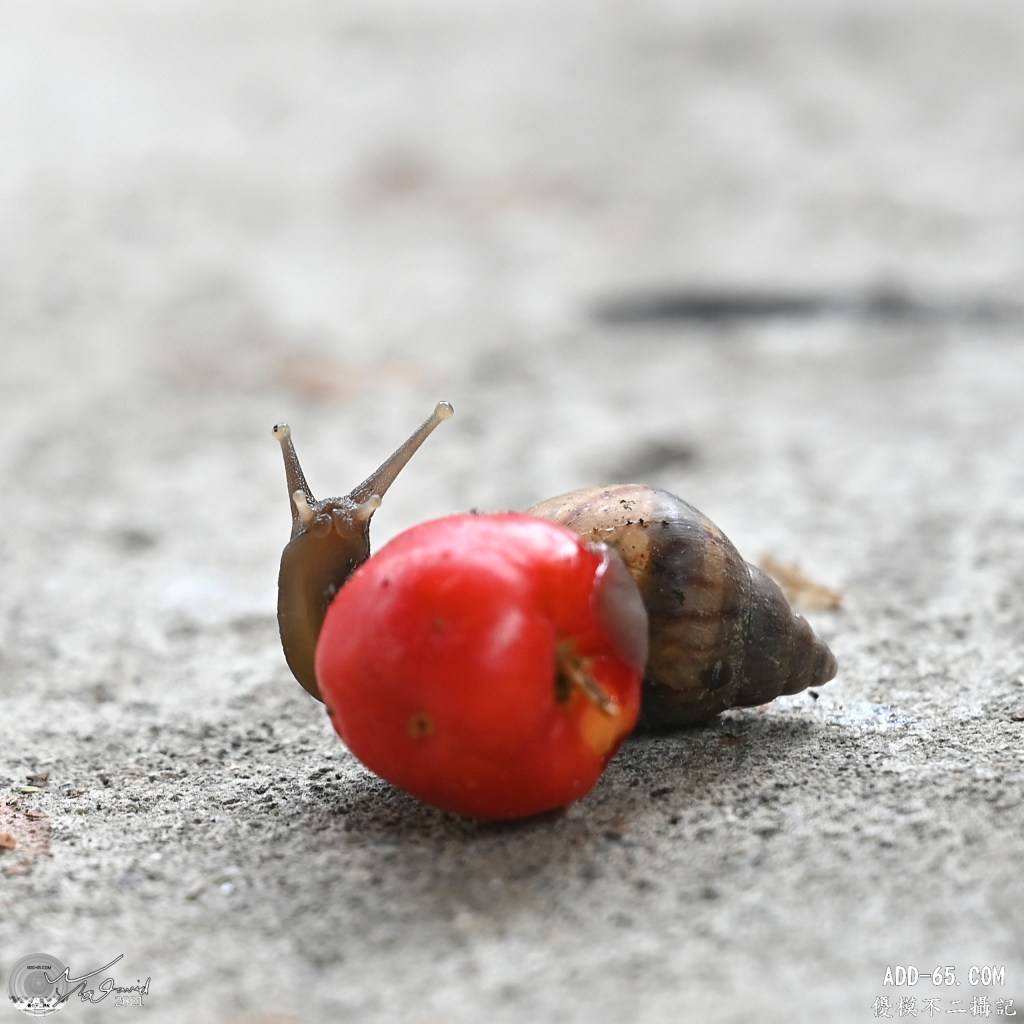 腹足綱動物(一)　