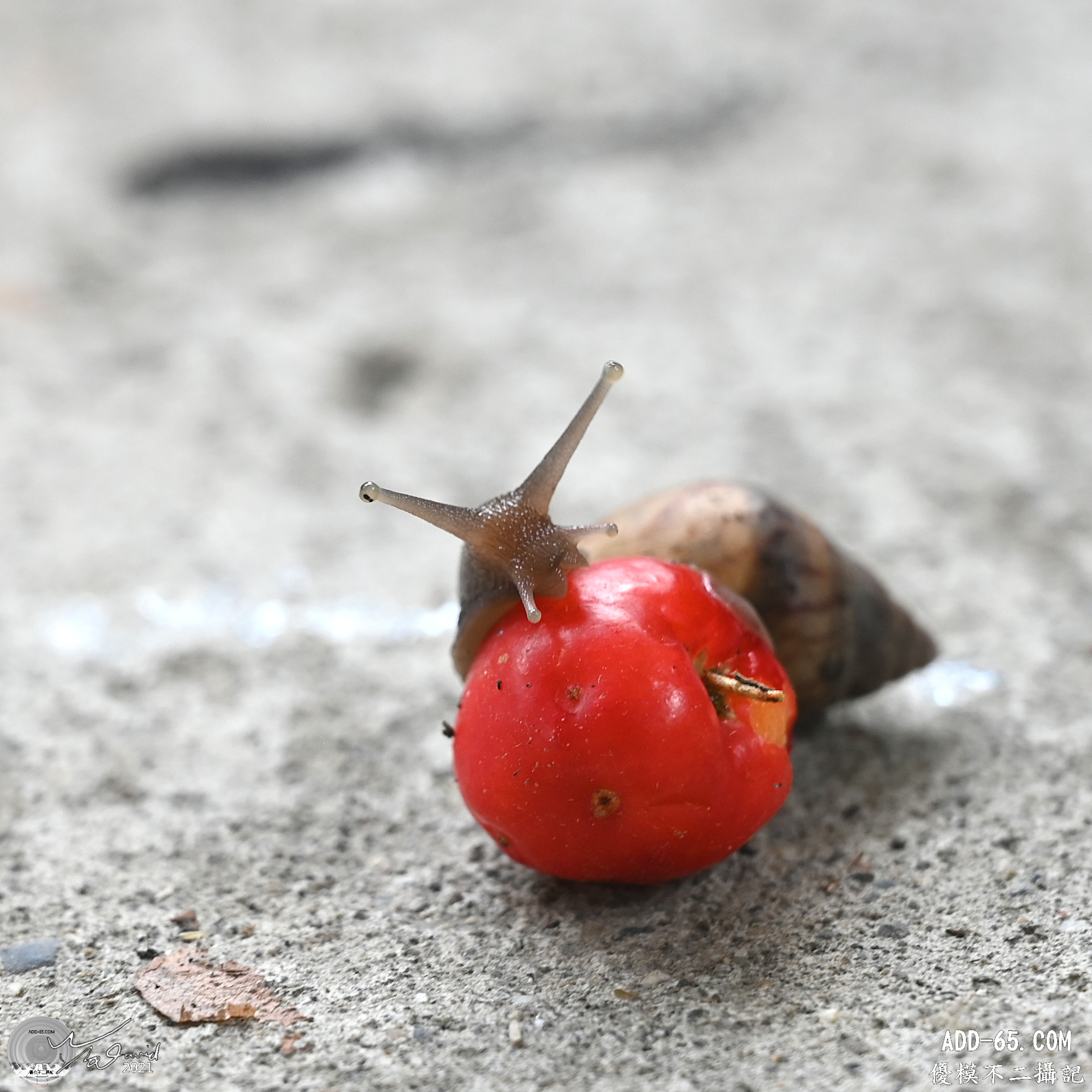 E_20210910_214631_DSC_9378