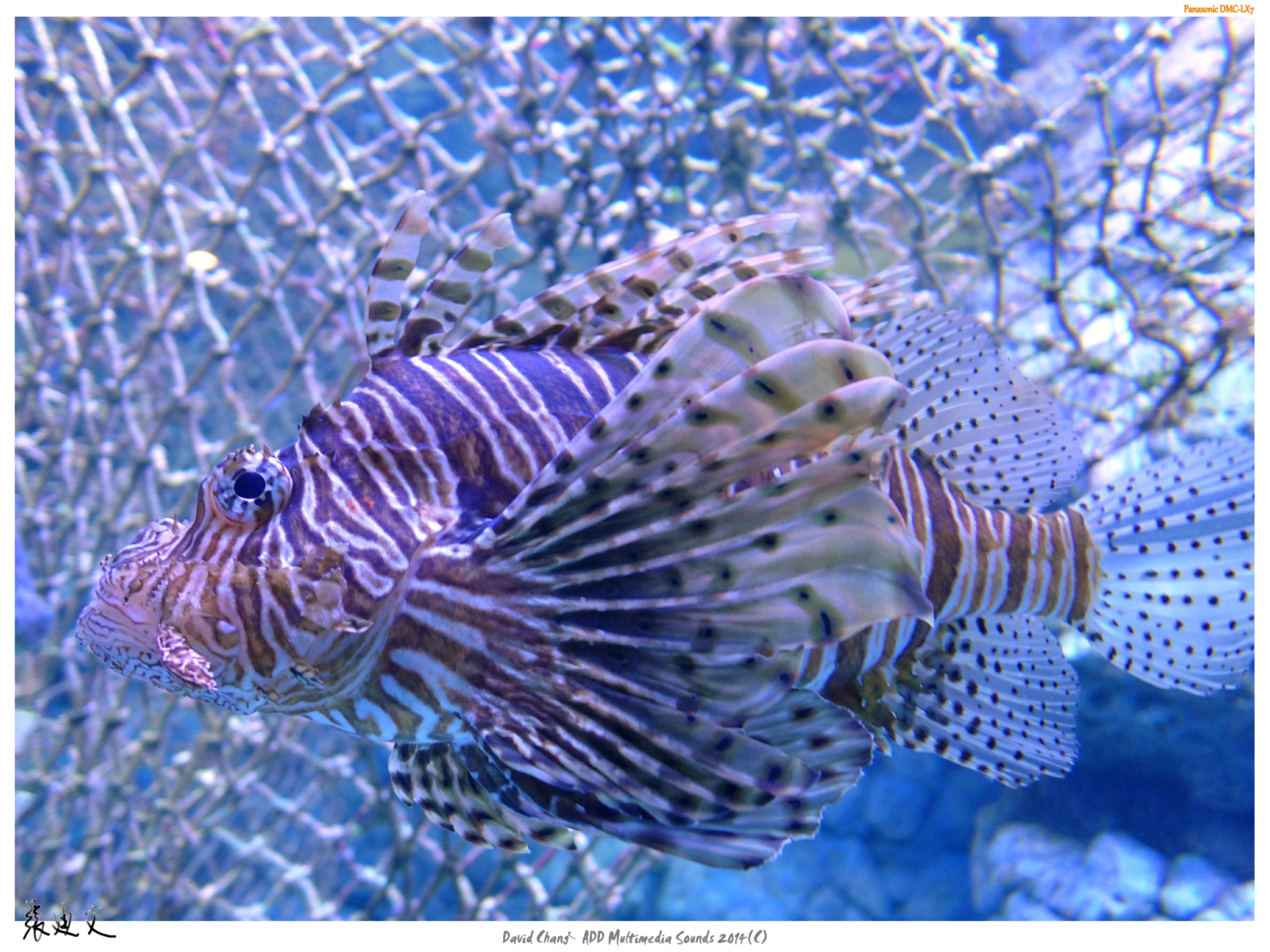 海中生物精選(二)　