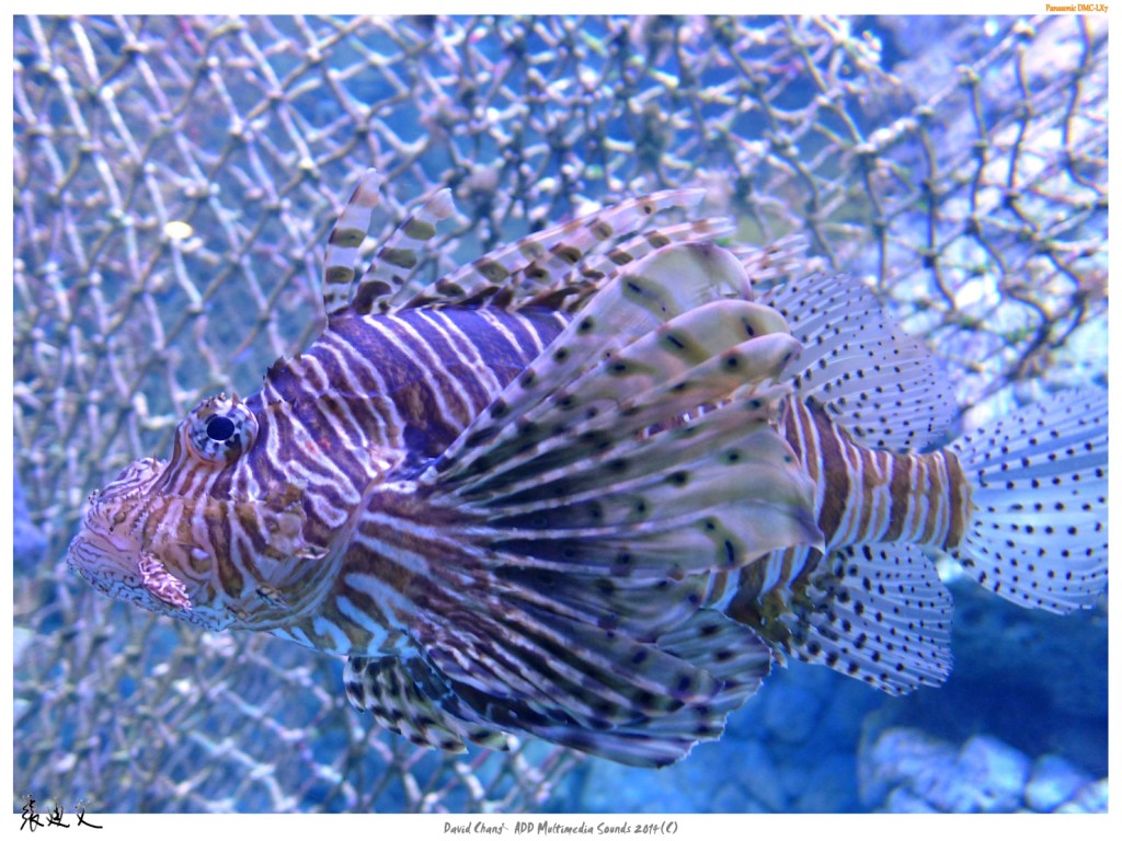 海中生物精選(二)