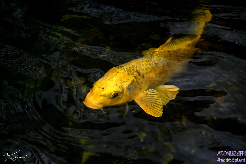 圈養動物精華(一)