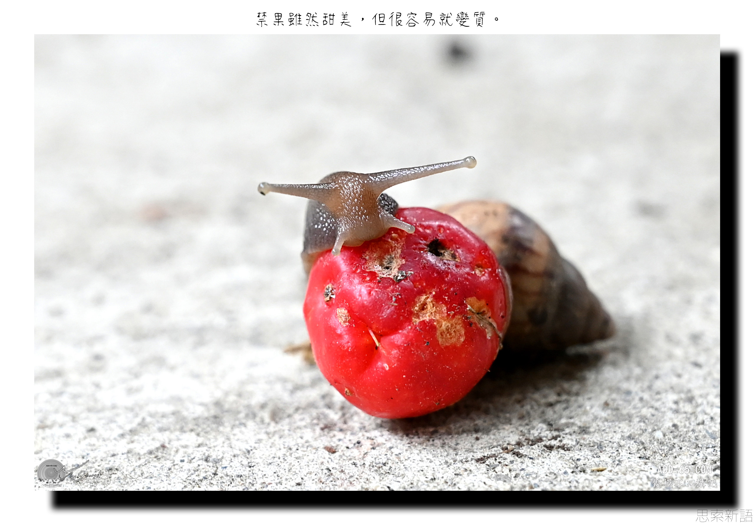 禁果