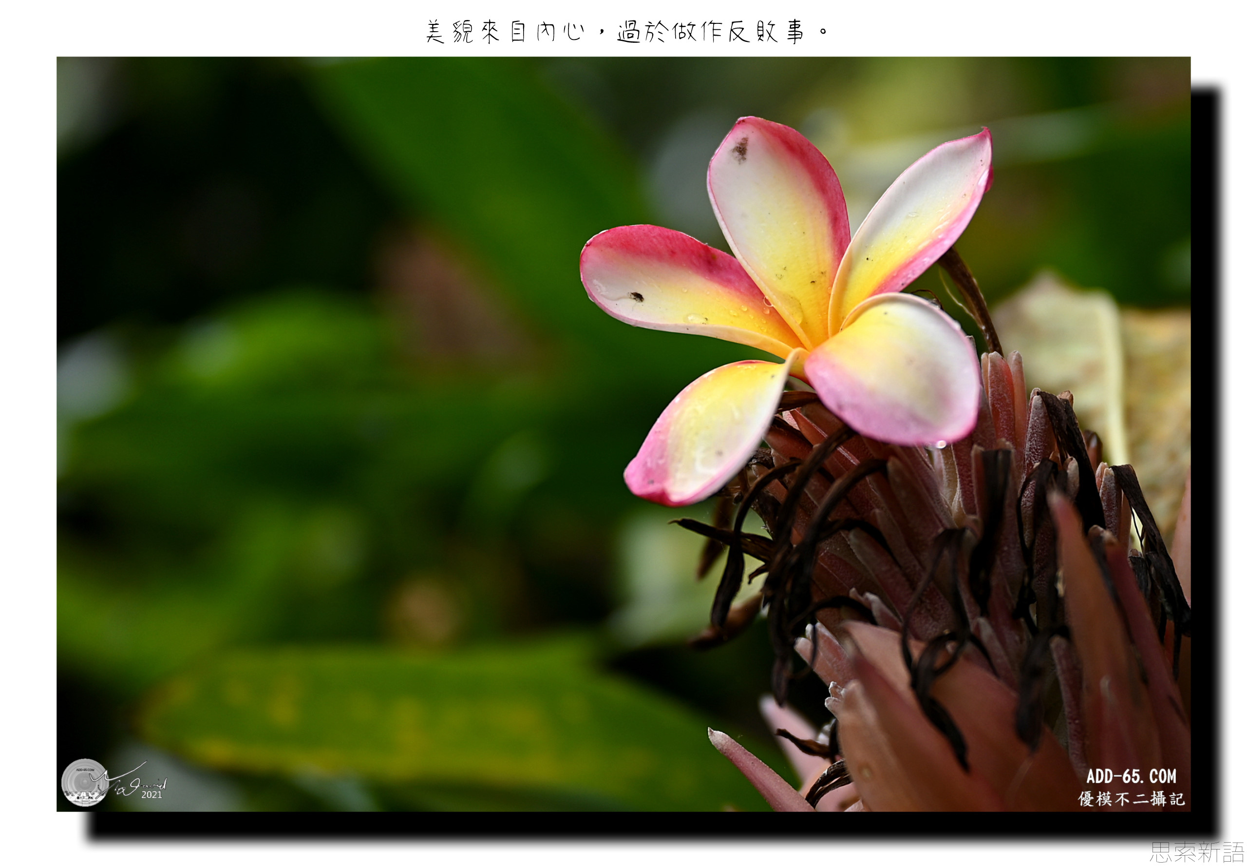 虛假