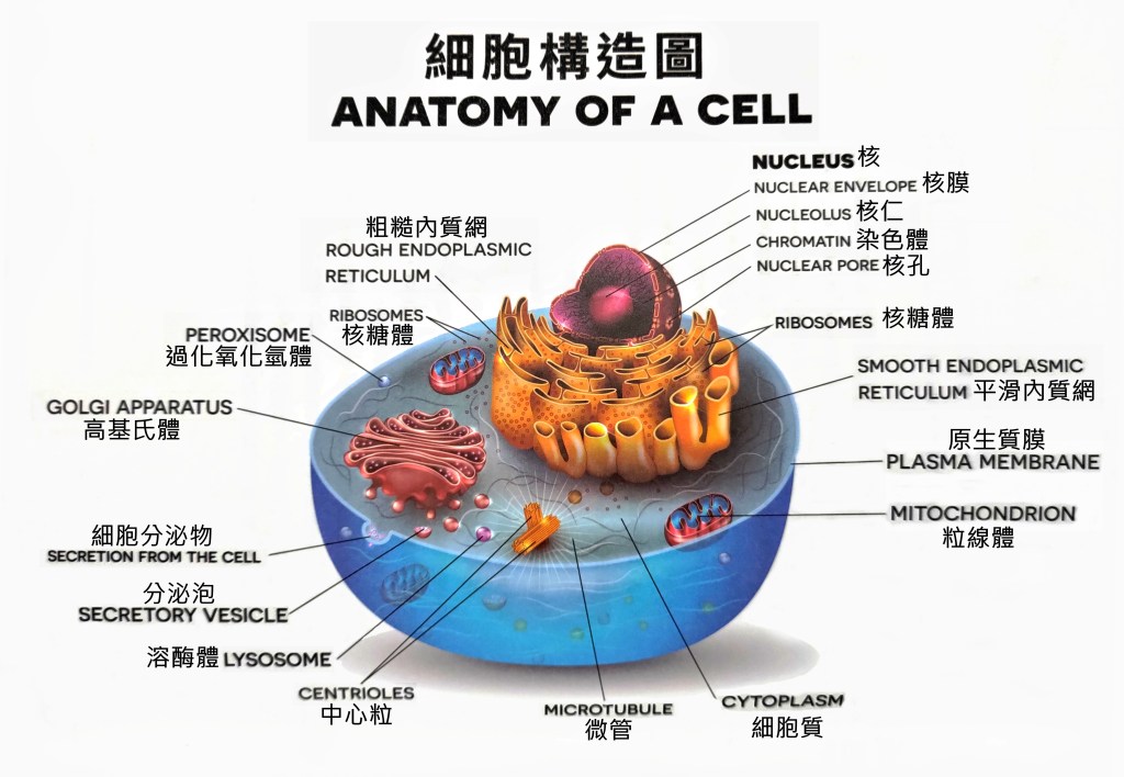 身體基本的員工