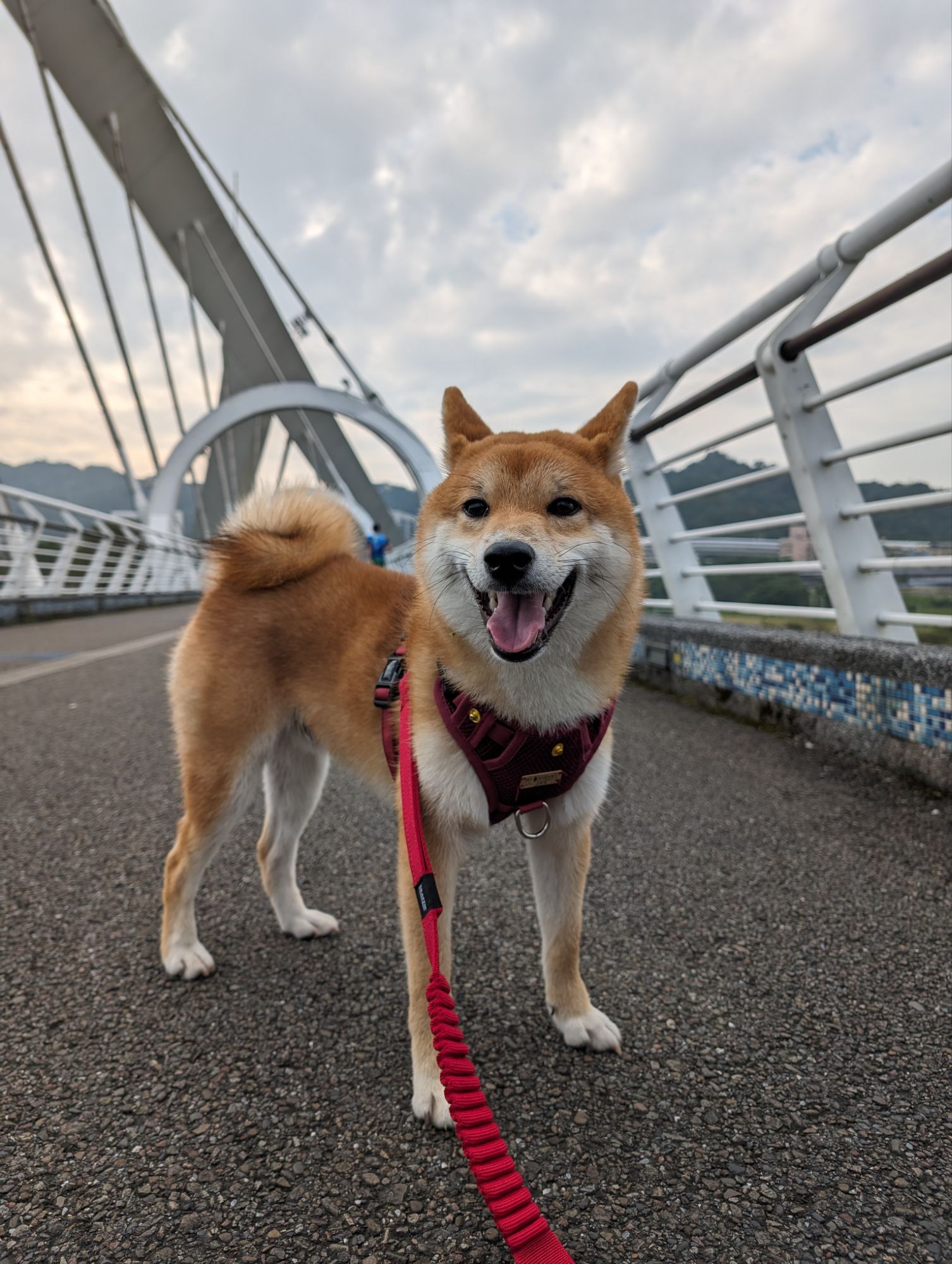 TARO