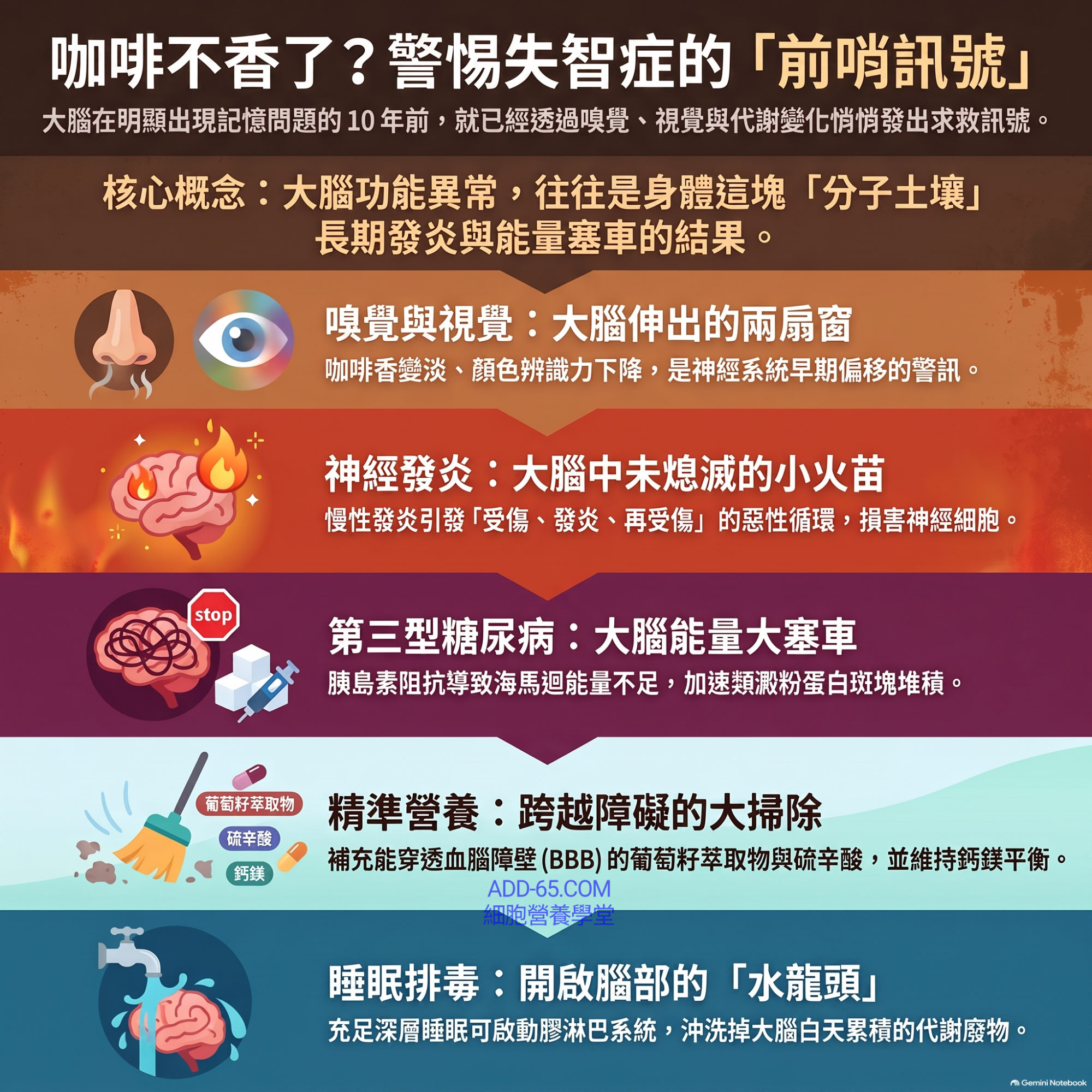【細胞營養學堂】大腦的前哨警訊