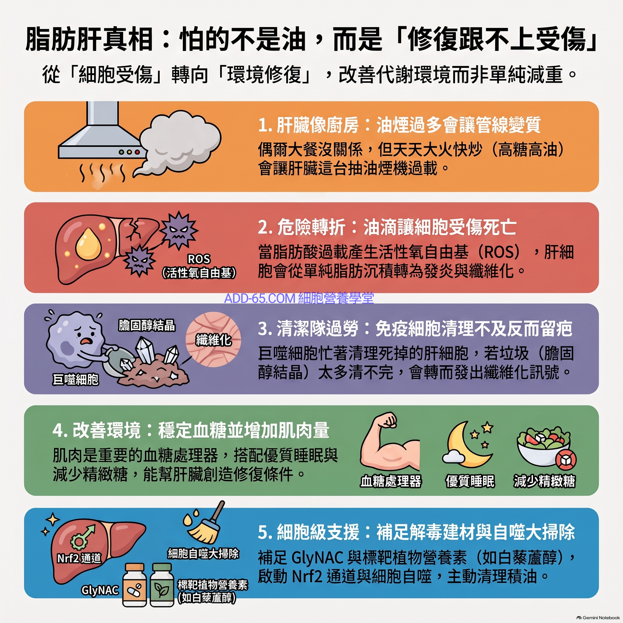 【細胞營養學堂】脂肪肝最怕「天天受傷，來不及修回來」