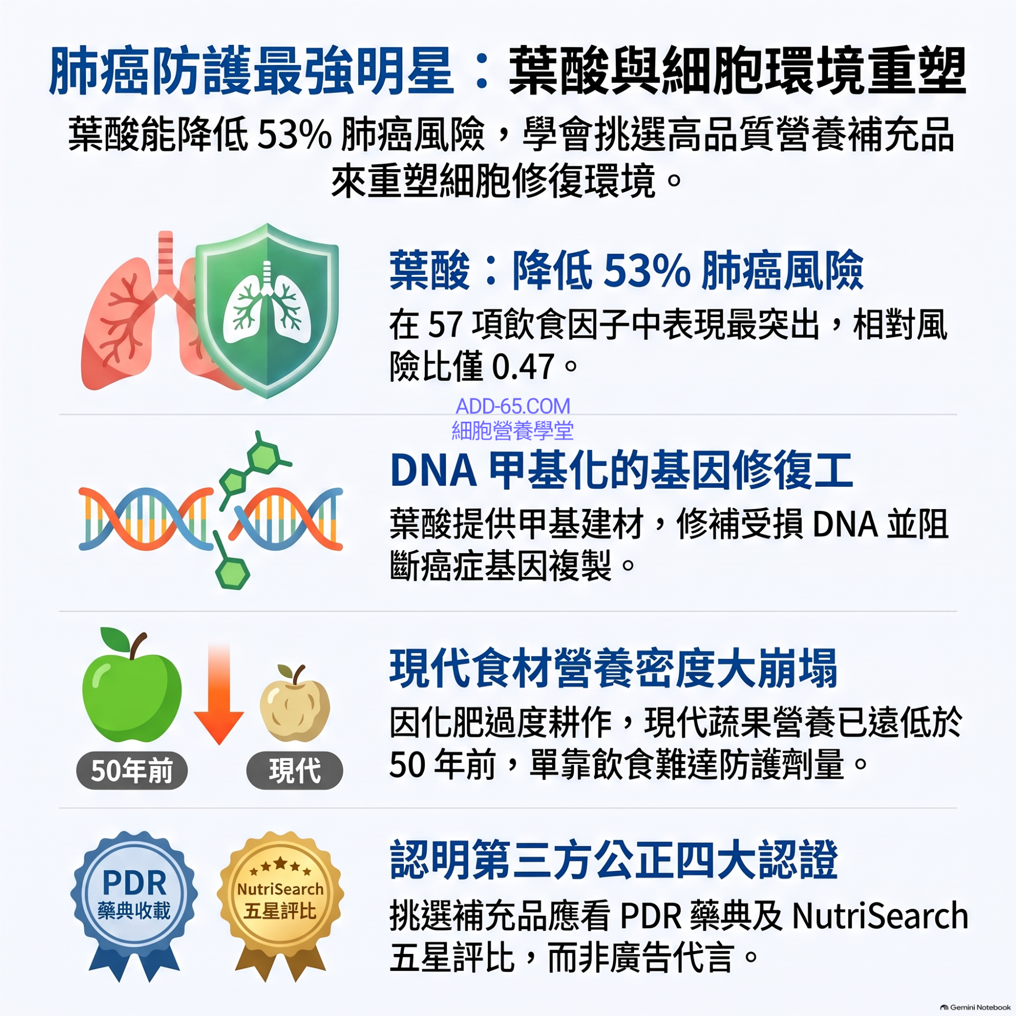 20260916_葉酸與肺癌防護指南