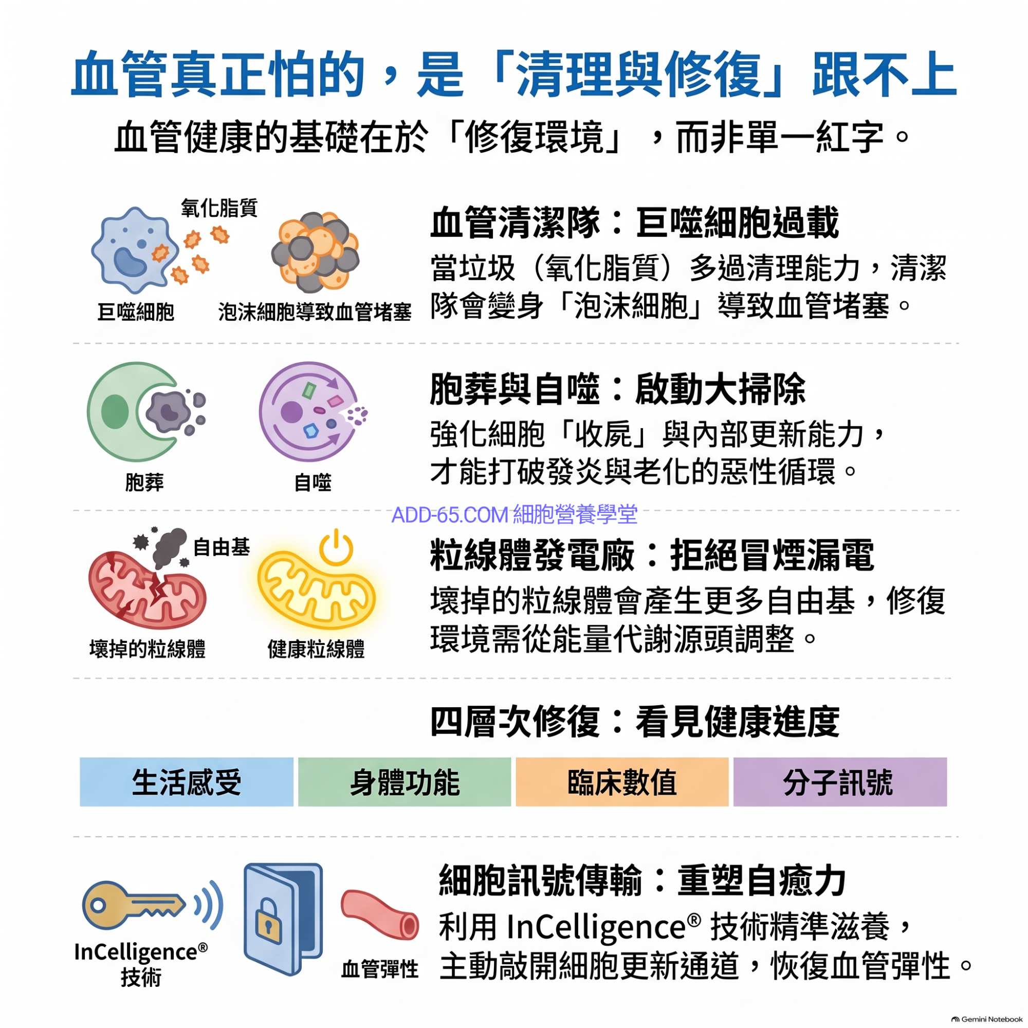 20260920_血管健康與細胞修復