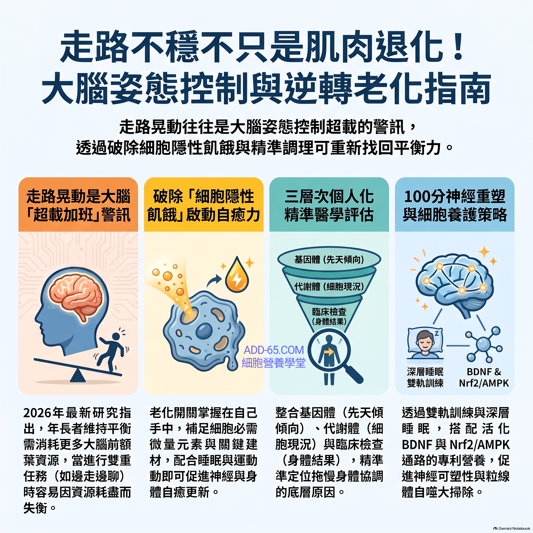 【細胞營養學堂】走路不穩不只是肌肉沒力，更是「大腦皮質（Cortical Mechanisms）超載」