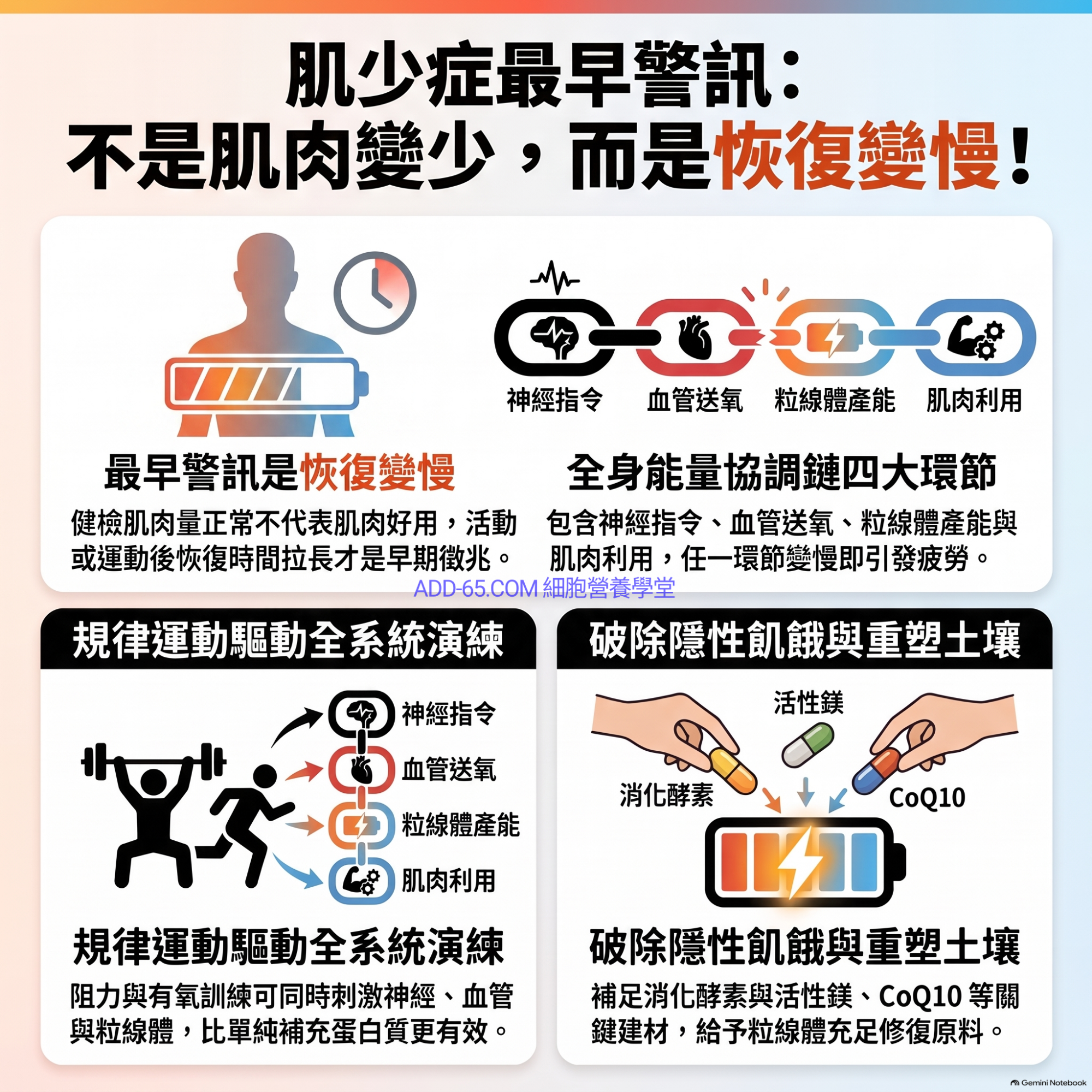 【細胞營養學堂】肌少症最早警訊是「恢復變慢」，而非肌肉量減少